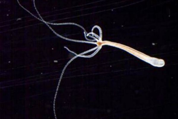 Кракен маркетплейс официальный сайт